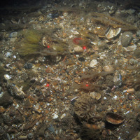 Close up of the seabed at Inner Dowsing, Race Bank and North Ridge SAC showing shell gravel with the finger bryozoan (Alcyonidium diaphanum), antenna hydroid (Nemertesia ramosa), horn wrack (Flustra foliacea) and an anemone (Urticina sp.) ©JNCC/NE/Cefas (2011)