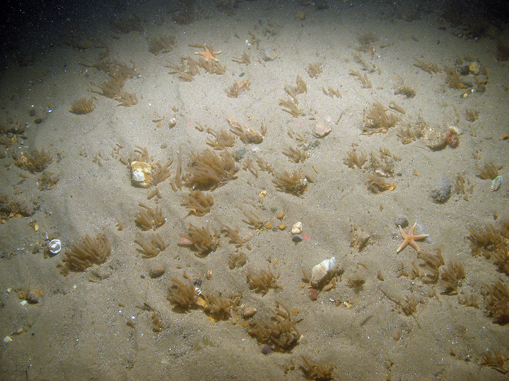 Image of finger bryozoans (Alcyonidium diaphanum) and common starfish (Asterias rubens) on sand at Inner Dowsing, Race Bank and North Ridge SAC © JNCC/NE/Cefas (2011)