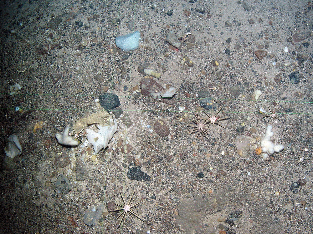 5. Close-up of the seabed at North-east Faroe-Shetland Channel MPA showing pencil urchins, encrusting sponges and a white soft coral (Alcyonium digitatum). Image provided by JNCC.