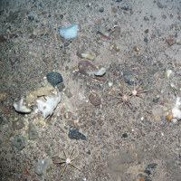 5. Close-up of the seabed at North-east Faroe-Shetland Channel MPA showing pencil urchins, encrusting sponges and a white soft coral (Alcyonium digitatum). Image provided by JNCC.