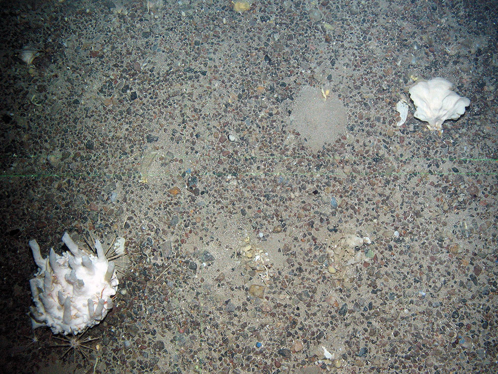 7. Close-up of the seabed at North-east Faroe-Shetland Channel MPA showing pencil urchins, a fan-like sponge (Phakellia sp.) and an unidentified sponge with brittle stars and crustaceans on it. © JNCC.