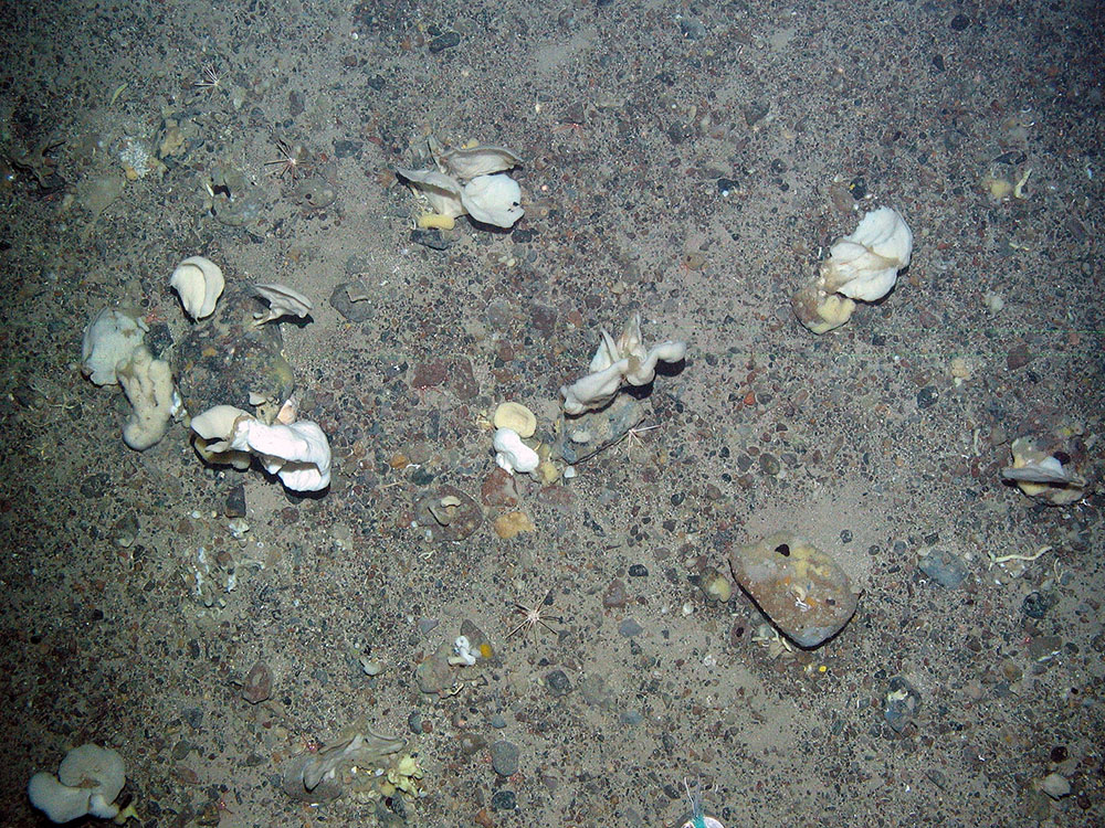8. Close-up of the seabed at North-east Faroe-Shetland Channel MPA showing white fan-like sponges (Phakellia sp.), other sponges and pencil urchins on Subtidal sands and gravels.. Image provided by JNCC.