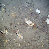 10. Close-up of the seabed at North-east Faroe-Shetland Channel MPA showing white fan-like sponges (Phakellia sp.), encrusting sponges and a sea star. Image provided by JNCC.