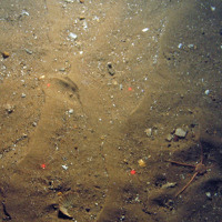 Brittlestar on rippled sand in North East of Farnes Deep MCZ
