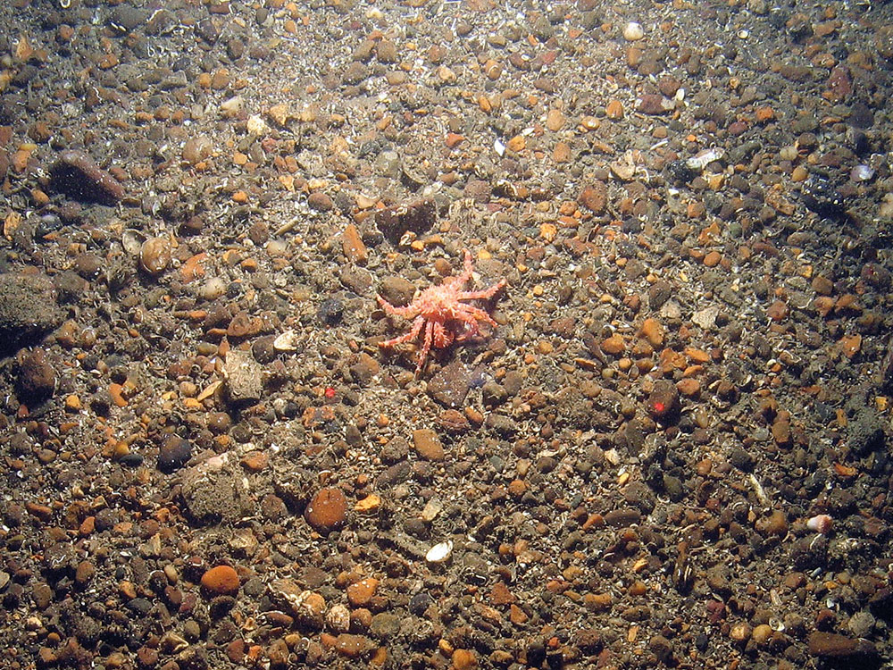 Small northern stone crab (Lithodes maja) on gravel ©JNCC and Cefas
