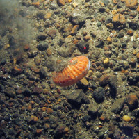 Scallop propels itself over the seabed in North East of Farnes Deep MCZ