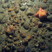 Seastar on coarse sediment in North East of Farnes Deep MCZ