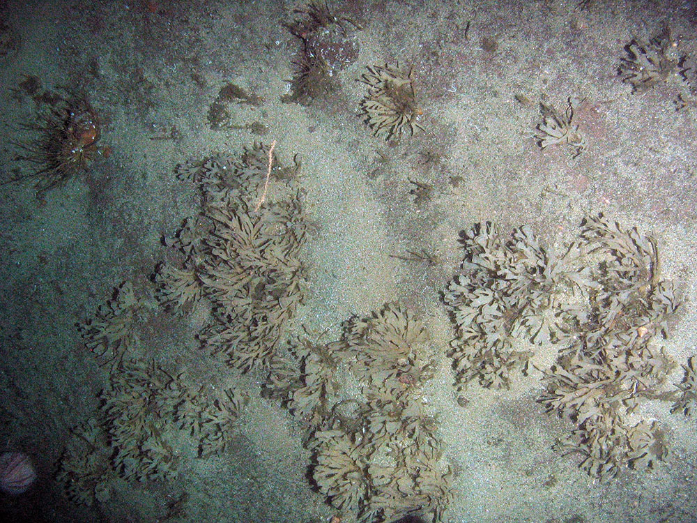 Sand covered rock with horn wrack (Flustra foliacea)