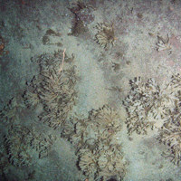 Sand covered rock with horn wrack (Flustra foliacea)