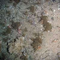 Mixed substrata with hydroids (including the oaten pipes hydroid, Tubularia indivisa), horn wrack (Flustra foliacea) and a hermit crab (Paguridae)