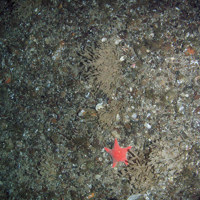 Mixed substrata with horn wrack (Flustra foliacea) and the rigid armed starfish, Hippasteria pharyngia