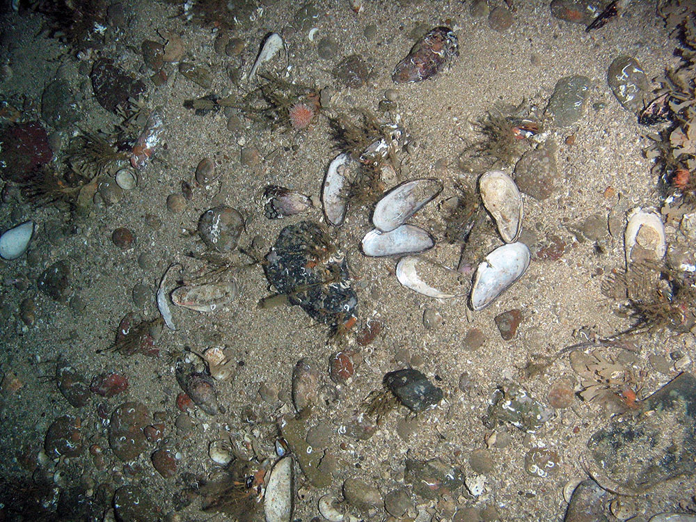 Mixed substrata with horse mussel shells (Modiolus modiolus), hydroids, horn wrack (Flustra foliacea) and a sea urchin