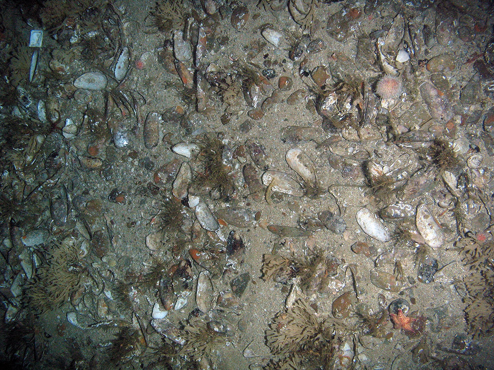 Horse mussel shells and sand and gravel with scattered hydroids, horn wrack and the cushion star (Porania pulvillus)