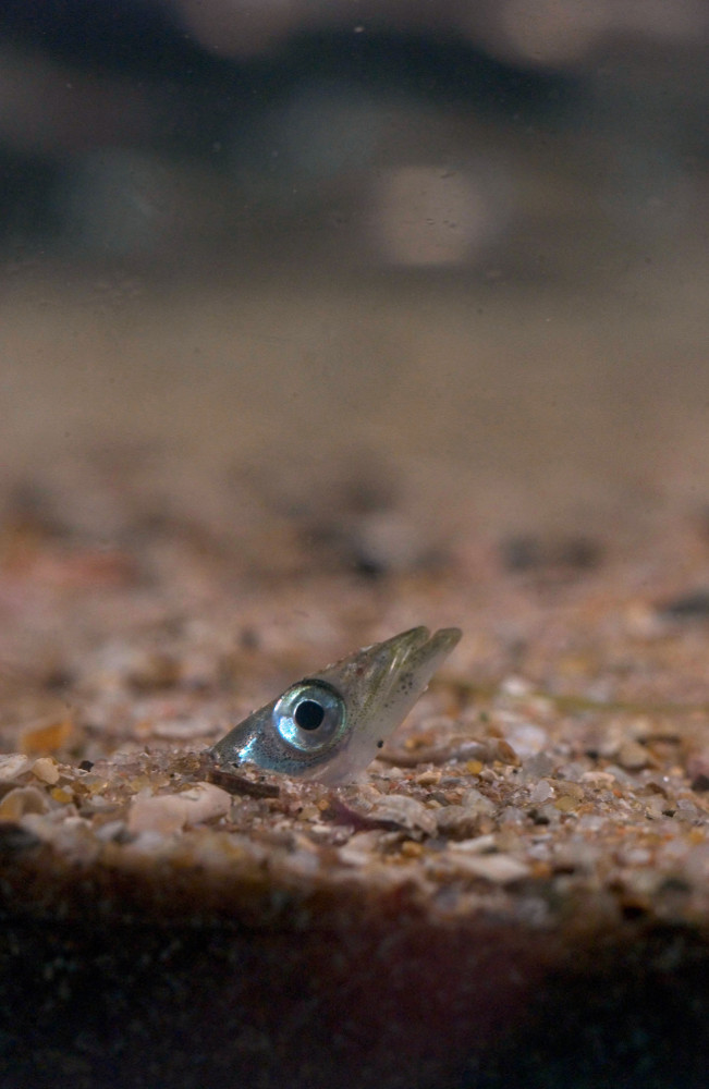 Sandeel emerging from sand