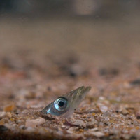 Sandeel emerging from sand