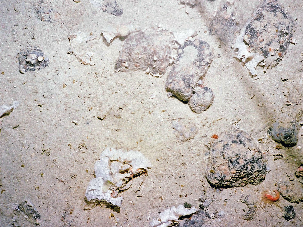 Cobbles on sediment with lace bryozoa (Reteporella sp.) and other species © Marine Scotland Science/University of Plymouth, 2008