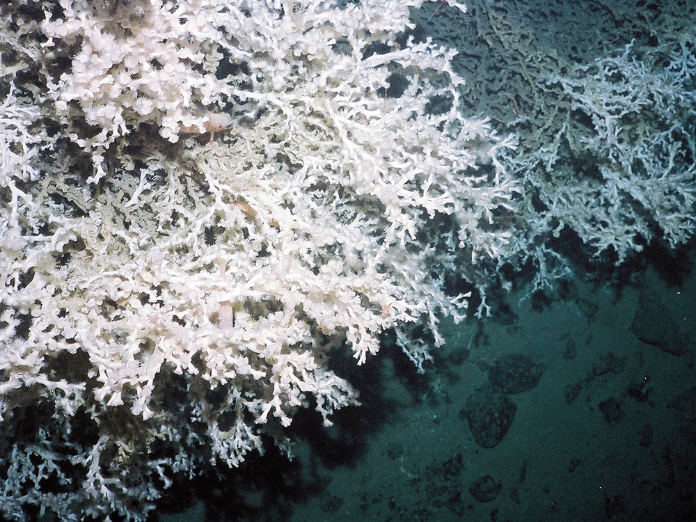 The cold water coral Lophelia pertusa © Marine Scotland Science/University of Plymouth, 2008