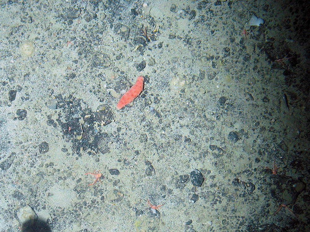 The sea cucumber Parastichopus tremulus on a mixed substrata seabed with encrusting sponges © Marine Scotland Science/JNCC/University of Plymouth, 2007