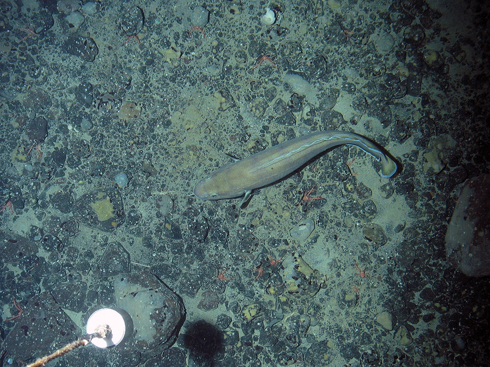 A Torsk (Brosme brosme) swimming over mixed substrata seabed with encrusting sponges and long clawed squat lobsters (Munida rugosa) © Marine Scotland Science/JNCC/University of Plymouth, 2007