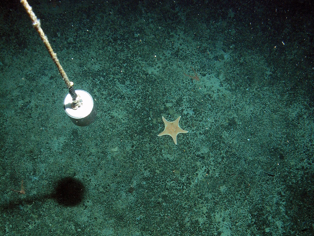 Close up of the bottom of the sea with starfish