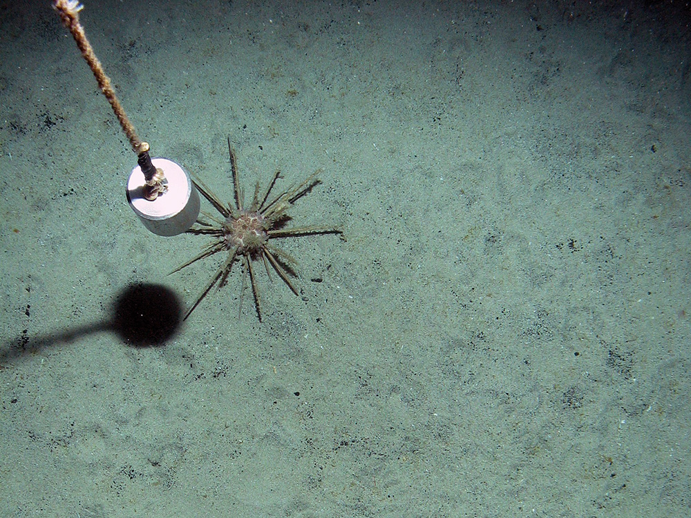 Long-spine slate pen sea urchin (Cidaris cidaris) on sediment © Marine Scotland Science/JNCC/University of Plymouth, 2007