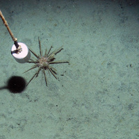 Long-spine slate pen sea urchin (Cidaris cidaris) on sediment © Marine Scotland Science/JNCC/University of Plymouth, 2007