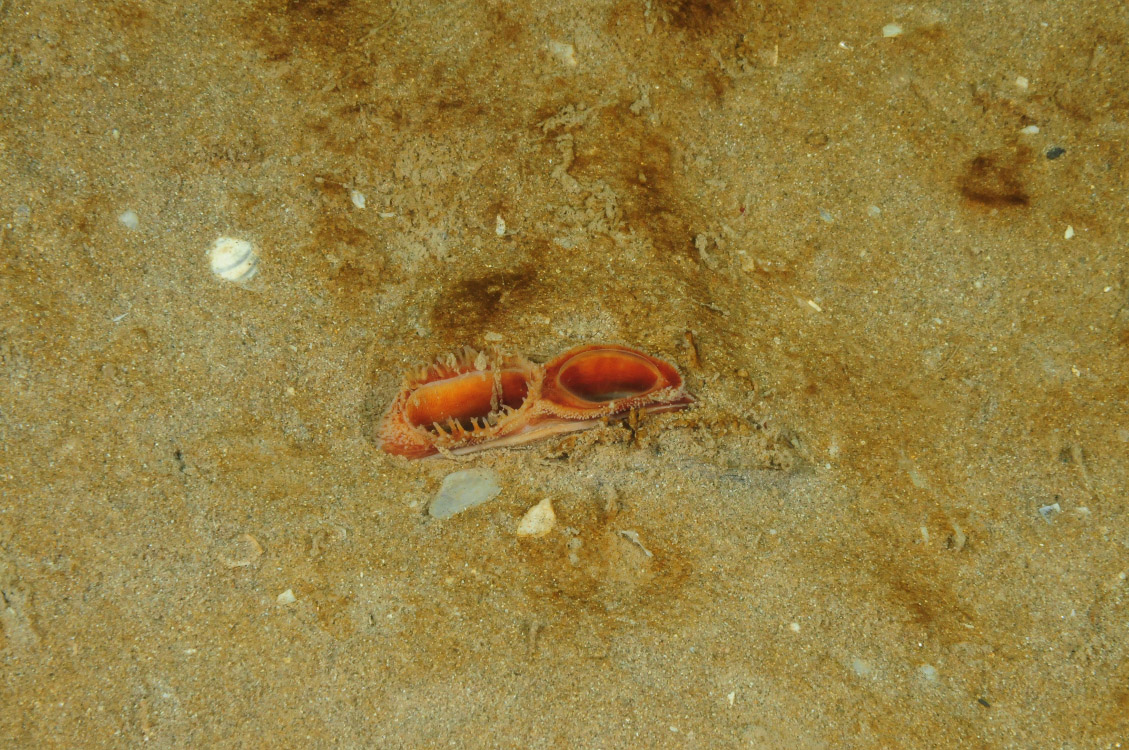 2. Close-up of the seabed showing ocean quahog (Arctica islandica) burrowed in sediment. Image by Crown Copyright, provided by DOENI.
