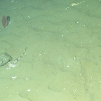 4. Ocean quahog (Arctica islandica) and gurnard (Triglidae) on offshore subtidal sands and gravels. Image provided by JNCC/Marine Scotland Science.