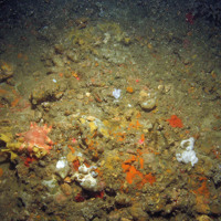 Common sunstar (Crossaster papposus) on rocky substrata with encrusting sponges, bryozoa and ascidans