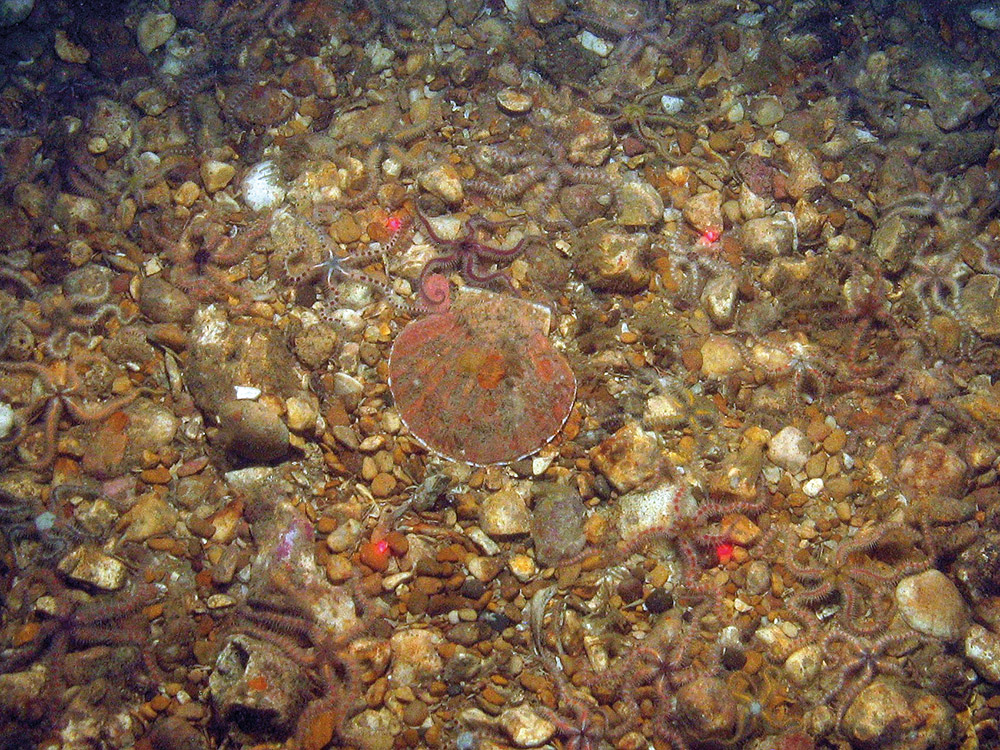 Scallop (Pecten maximus) on gravel with the common brittle star (Ophiothrix fragilis)