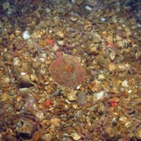 Scallop (Pecten maximus) on gravel with the common brittle star (Ophiothrix fragilis)
