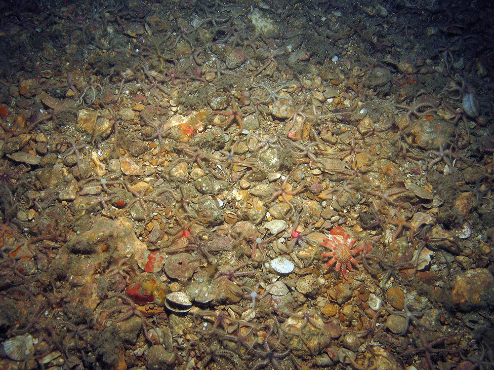 Common brittlestars (Ophiothrix fragilis) and common sunstar (Crossaster papposus) on gravel seabed