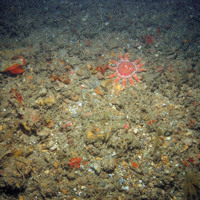 Common sunstar (Crossaster papposus), encrusting sponges and a variety of other biota on mixed substrata
