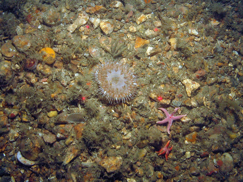 Anemone (Urticina sp.) with starfish Henricia sp. on gravel with a variety of attached biota