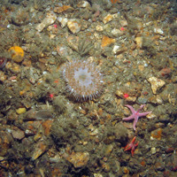 Anemone (Urticina sp.) with starfish Henricia sp. on gravel with a variety of attached biota