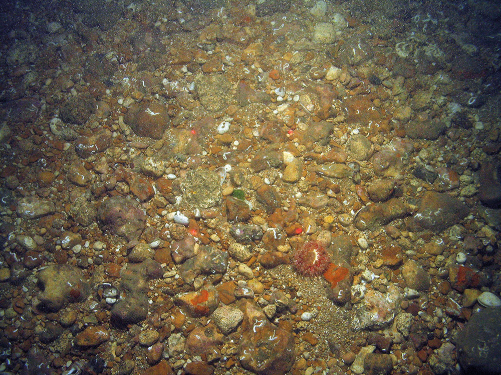 Anemone (Urticina sp.) on a pebble and gravel seabed with encrusting bryozoa and keel worms (Pomatoceros sp.)