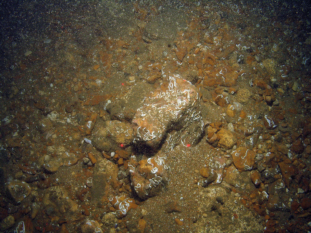 Keel worm (Pomatoceros sp.) dominated cobbles, pebbles and gravel