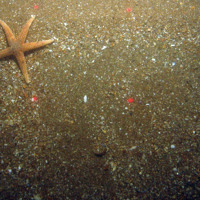 Common starfish (Asterias rubens) on coarse sand