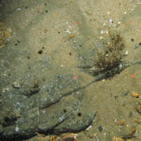 Stalks of the oaten-pipes hydroid (Tubularia indivisa) on sand scoured rock