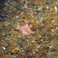 Goose foot starfish (Anseropoda placenta) on gravel