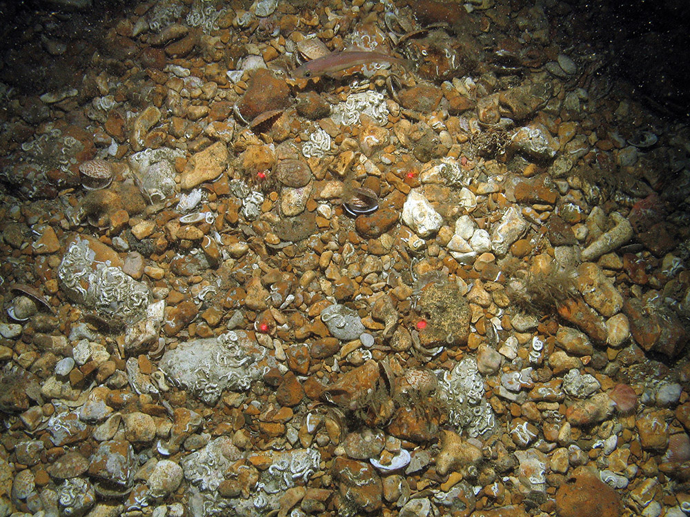 Keel worms (Pomatoceros sp.) and helter skelter hydroid (Hydrallmania falcata) on clean gravel