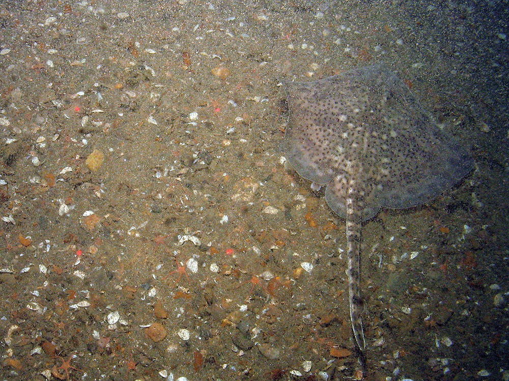 Thornback ray (Raja clavata) on sandy gravel