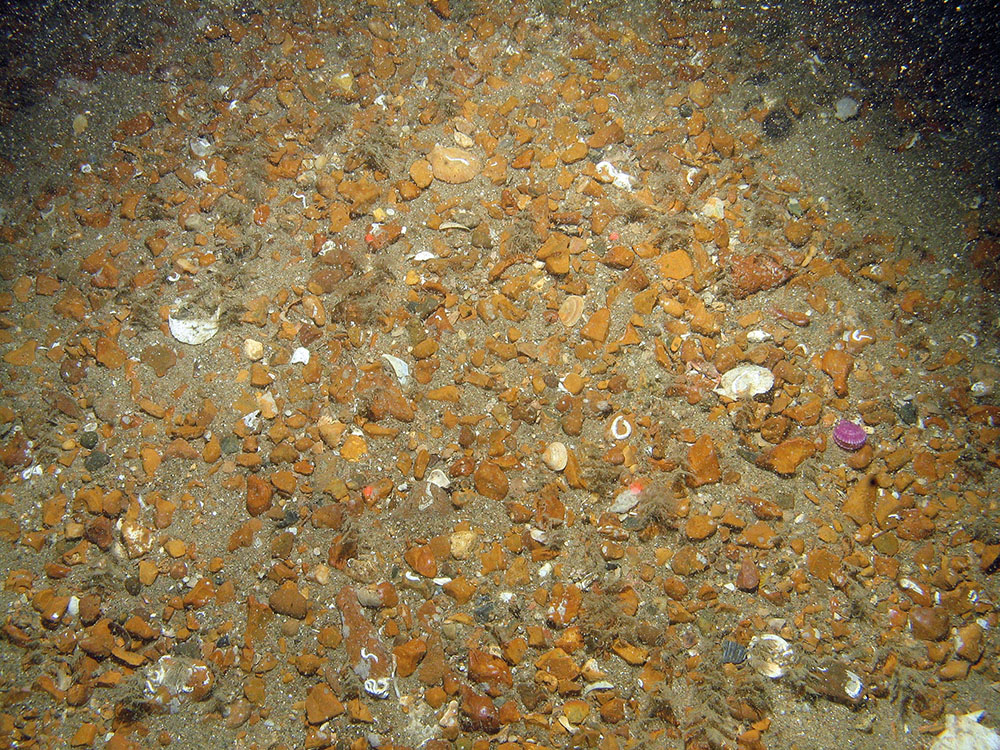 EUNIS level 5 A5.141 Pomatoceros triqueter with barnacles and bryozoan crusts on unstable circalittoral cobbles and pebbles