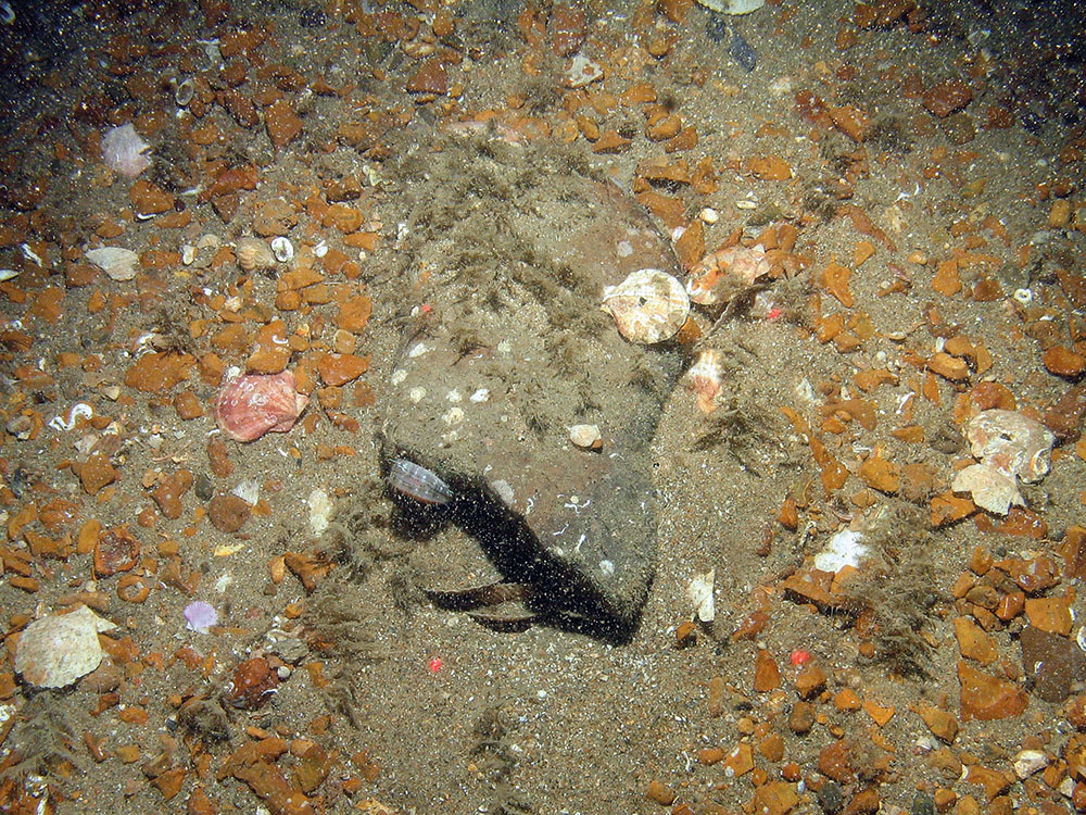 young scallops (Pecten maximus) attached to cobble outcropping from sand and gravel seabed 