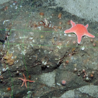Cushion star (Hippasteria phrygiana), common brittlestars (Ophiothrix fragilis) and a star fish (Stichastrella rosea) on Devonshire cup coral (Caryophyllia smithii)