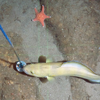 Torsk (Brosme brosme) and a cushion star (Hippasteria phrygiana)