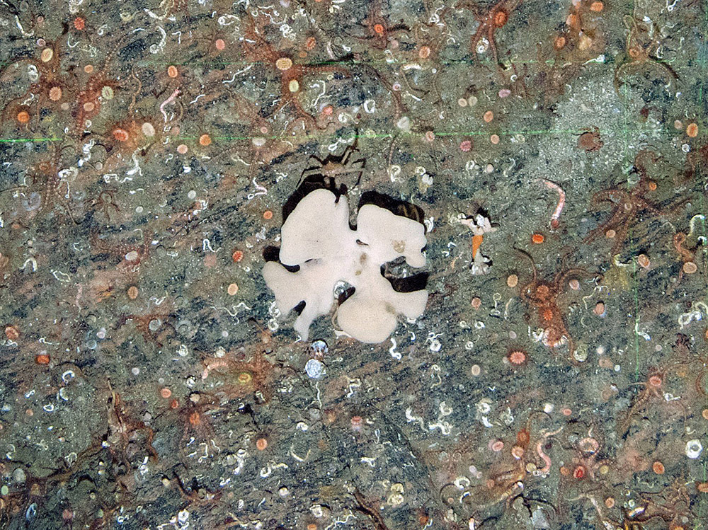 Sponges and Devonshire cup corals (Caryophyllia smithii) with the cushion star (Porania pulvillus)