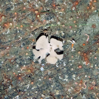 Sponges and Devonshire cup corals (Caryophyllia smithii) with the cushion star (Porania pulvillus)