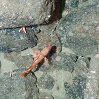 Redfish (Sebastes sp.)