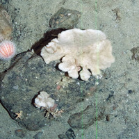 Sponge (Phakellia sp.) and the common sea urchin (Echinus esculentus) on a cobble